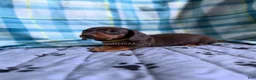 Miniature Dachshund dogs for sale: Smooth Coat Dachshund Male Puppy chocolate and tan - Ad 5