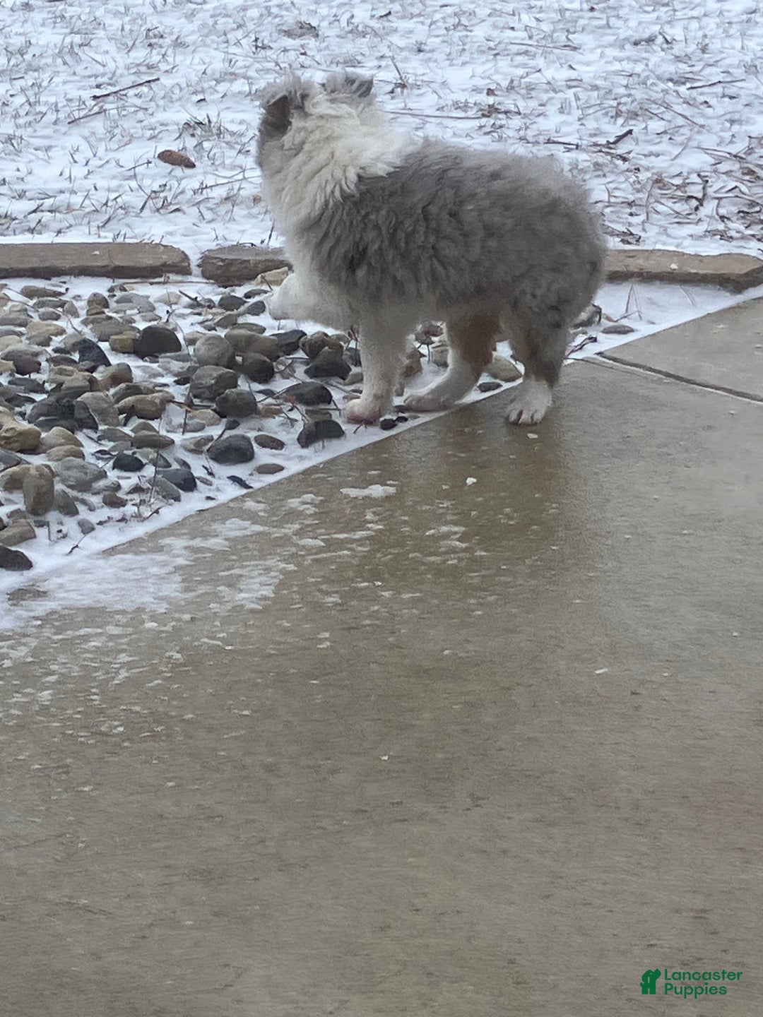 Shetland Sheepdog dogs for sale: Rover - Ad 5
