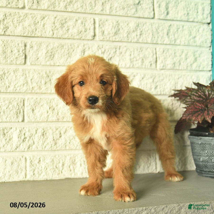 Mini Goldendoodle dogs Nicki  - Ad 2