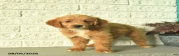 Mini Goldendoodle dogs for sale: Nicki  - Ad 2