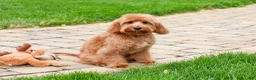 Cavapoo dogs for sale: Carson  - Ad 1