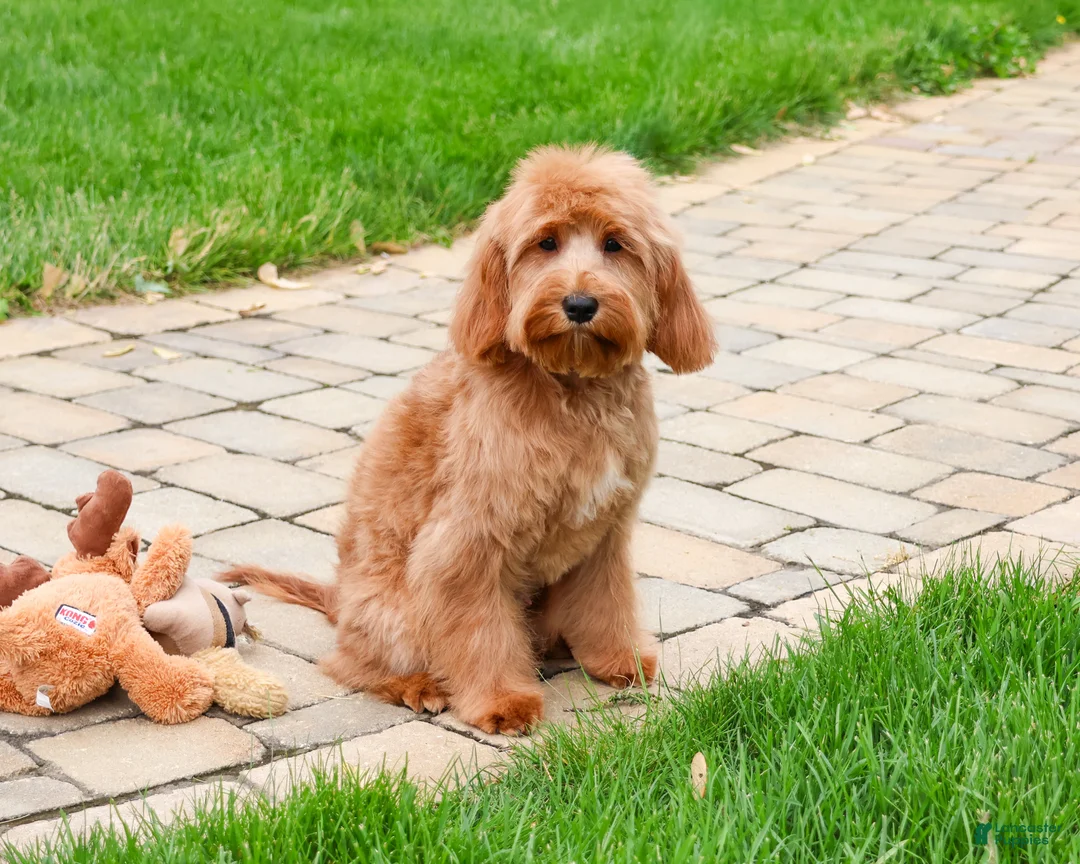 Cavapoo dogs for sale: Carson  - Ad 1