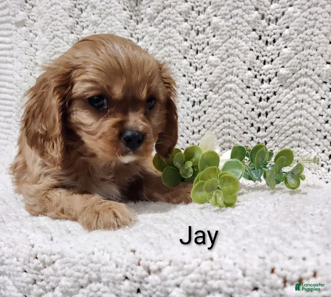 Cavalier King Charles Spaniel dogs for sale: Jay - Ad 4