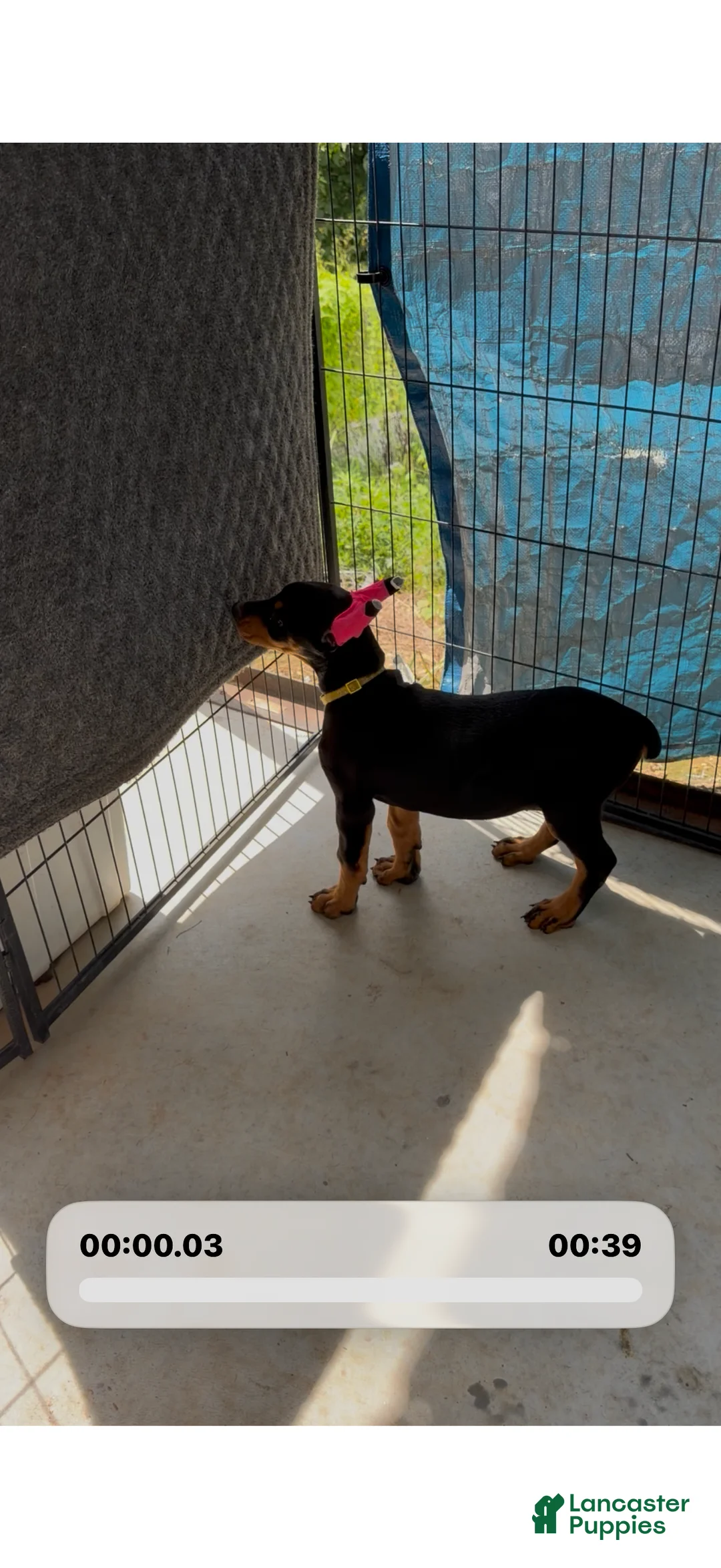 Doberman Pinscher dogs for sale: Black female yellow collar  - Ad 2