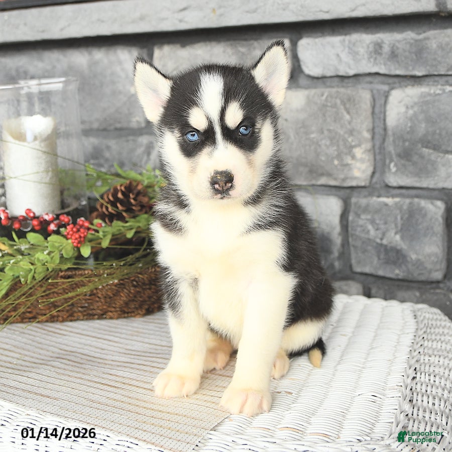 Siberian Husky dogs Lola - Ad 2