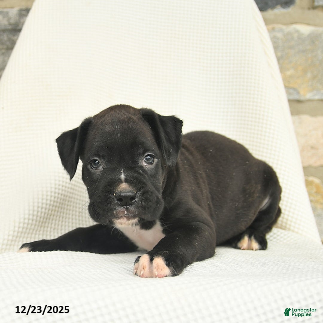 Boxer dogs for sale: Washington  - Ad 4