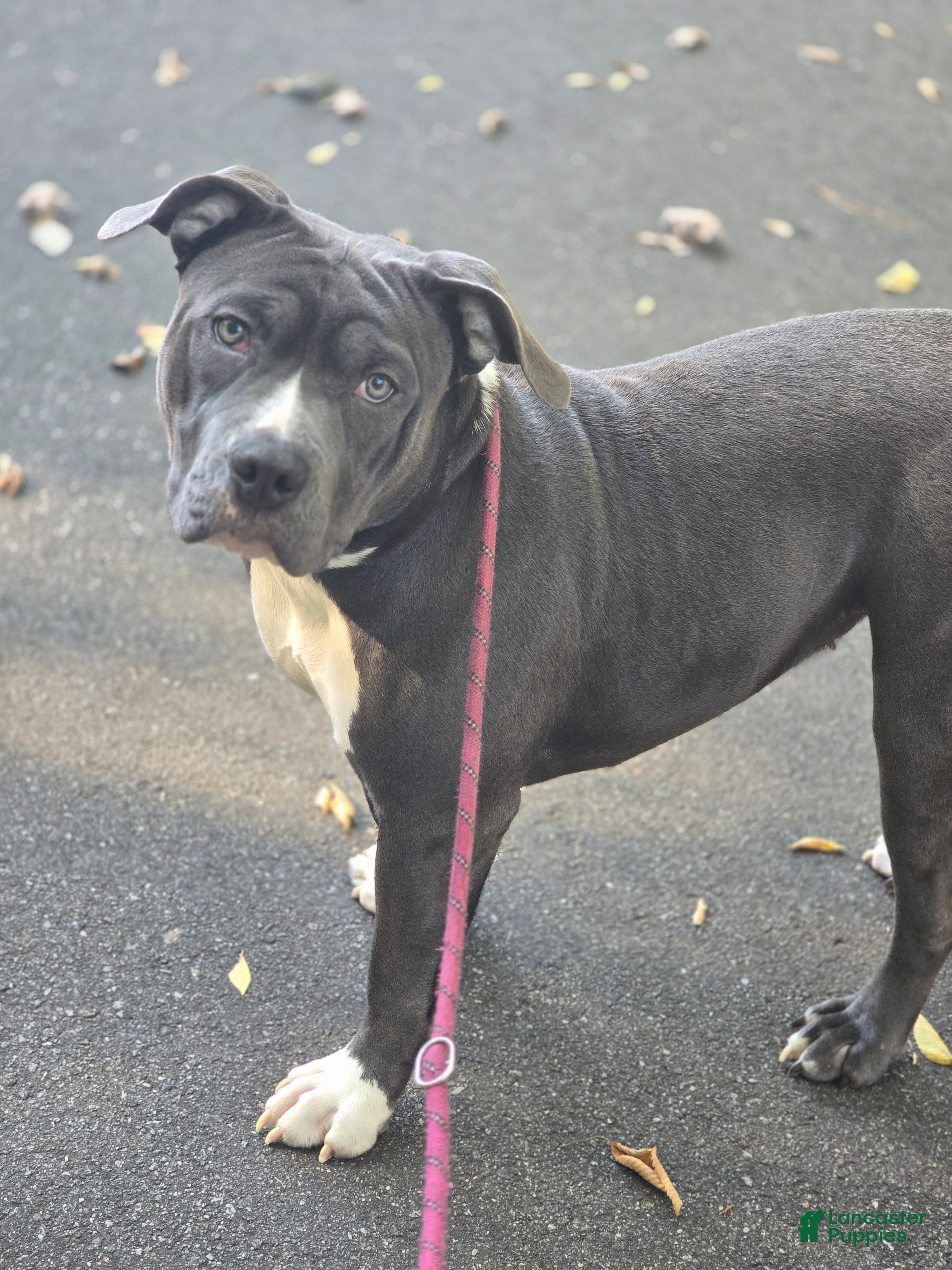 American Bully dogs for sale: Mileena - Ad 1