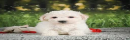 Bichon Frise dogs for sale: Romeo - Ad 7