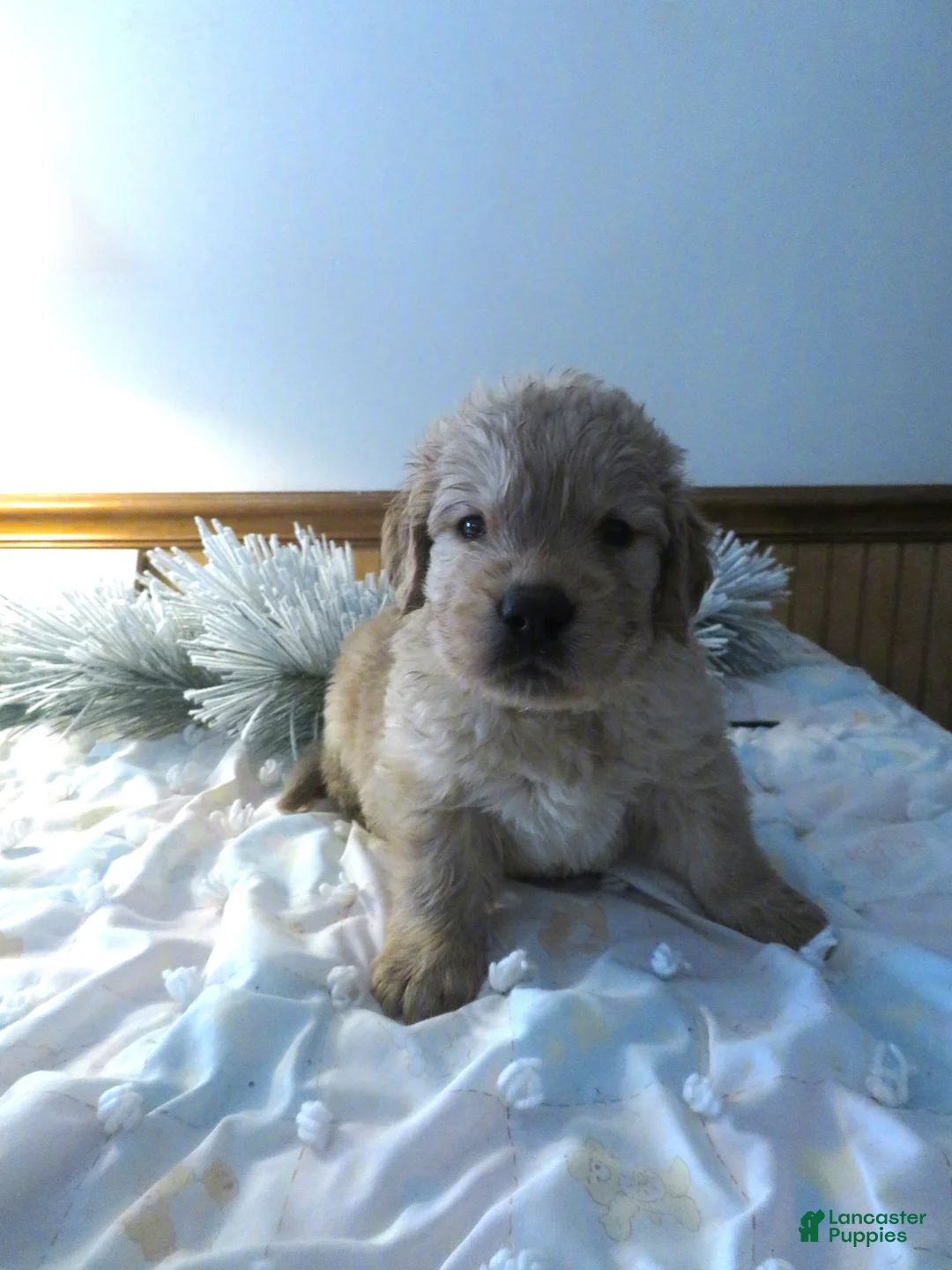 Golden Retriever dogs for sale: JOEY - CHAMPION LINE - Ad 1