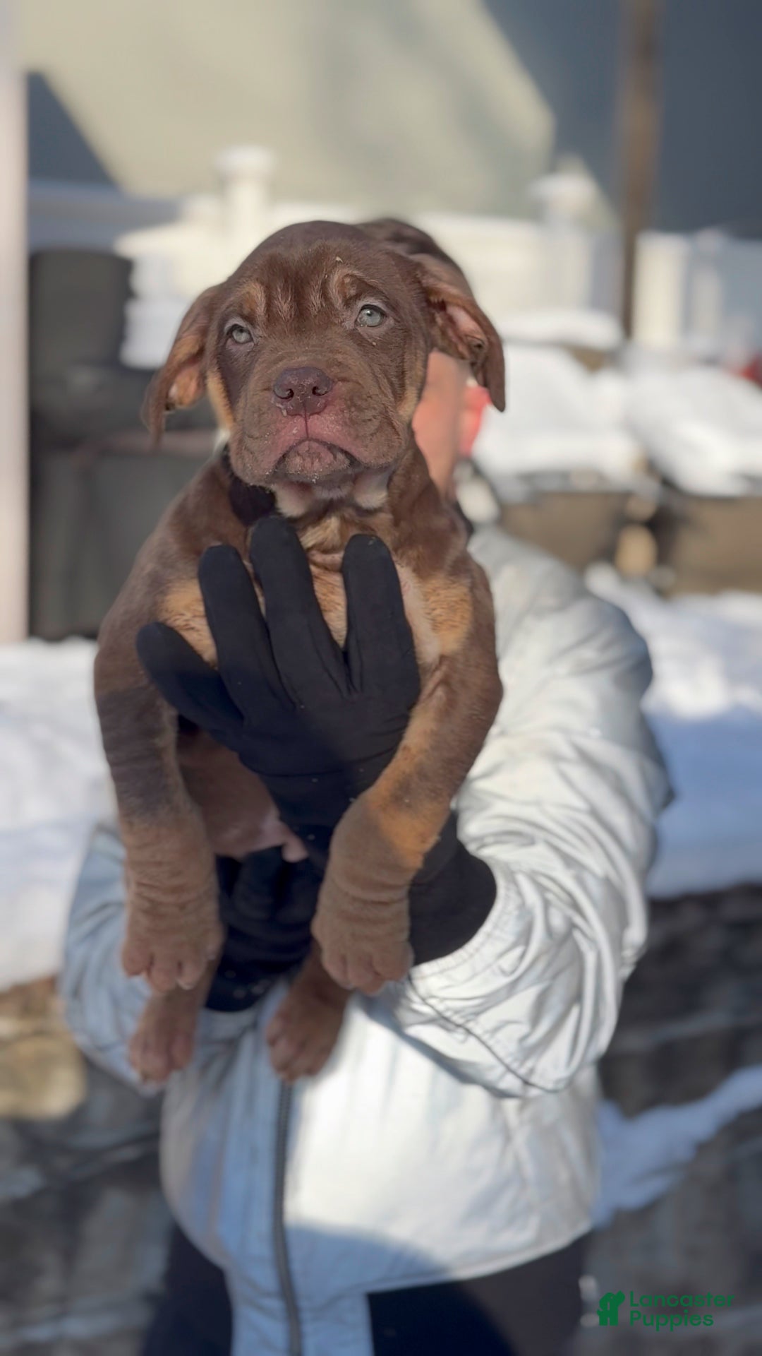 American Bully dogs for sale: Floppy - Ad 1