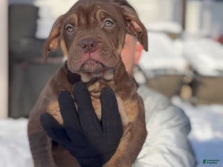 American Bully dogs Floppy - Ad 40