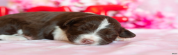 Toy Australian Shepherd dogs for sale: Rosie - Ad 1