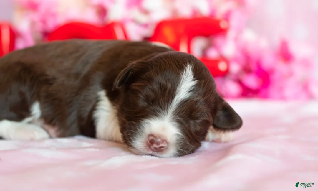 Toy Australian Shepherd dogs for sale: Rosie - Ad 1