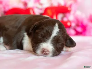 Toy Australian Shepherd dogs Rosie - Ad 3