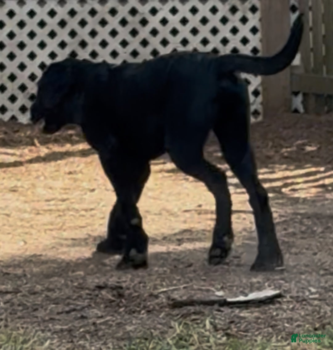 Labrador Retriever dogs for sale: Labrador Retriever Puppy 1 - Ad 4
