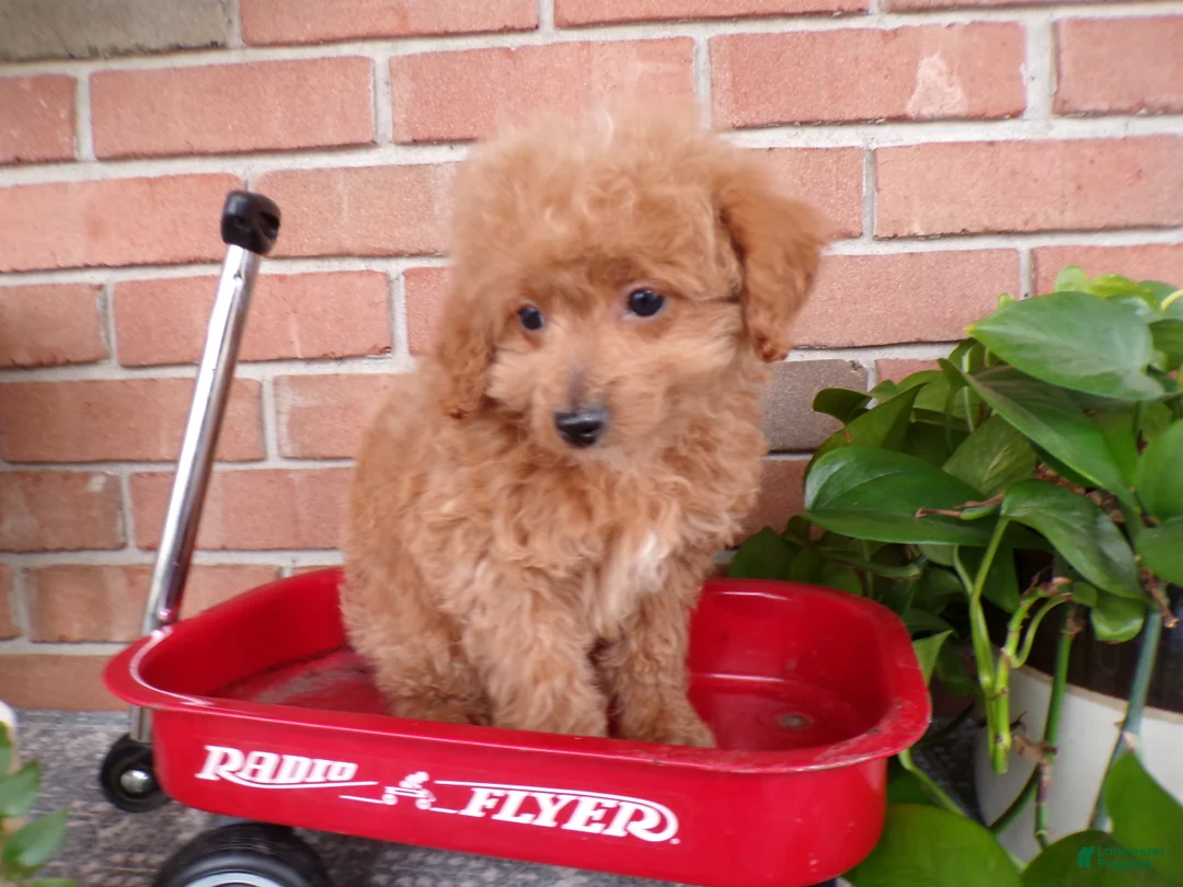 Mini Goldendoodle dogs for sale: Bailey - Ad 2
