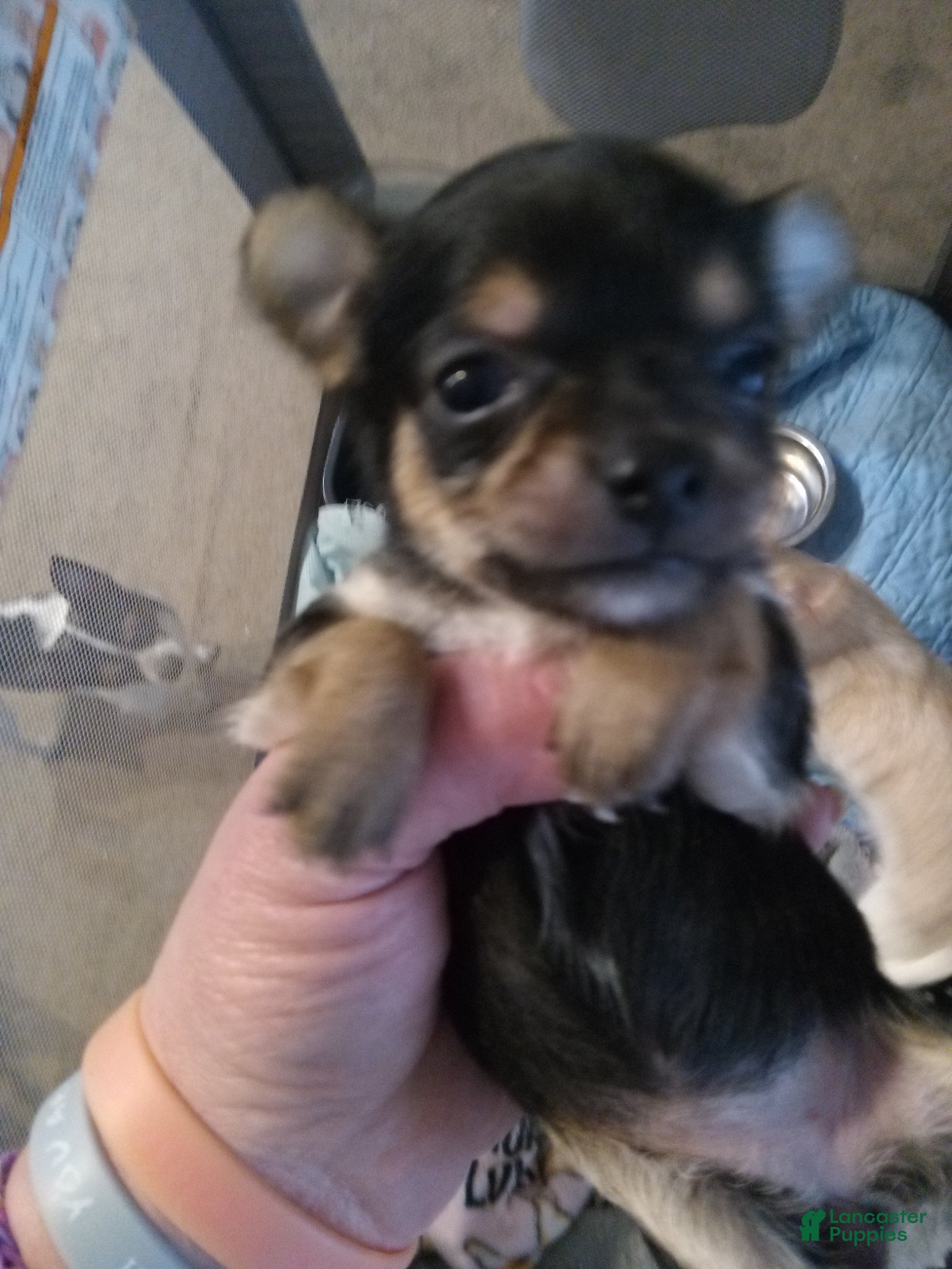 Chihuahua dogs Chihuahua Puppy 4 - Ad 35