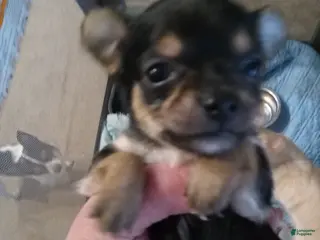 Chihuahua dogs Chihuahua Puppy 4 - Ad 35