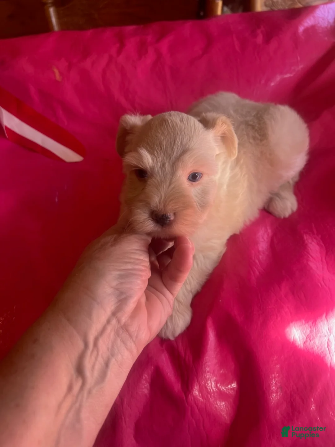 Miniature Schnauzer dogs for sale: Mercy (Wheaten, 4 white paws, double crystal blue eyes) - Ad 2