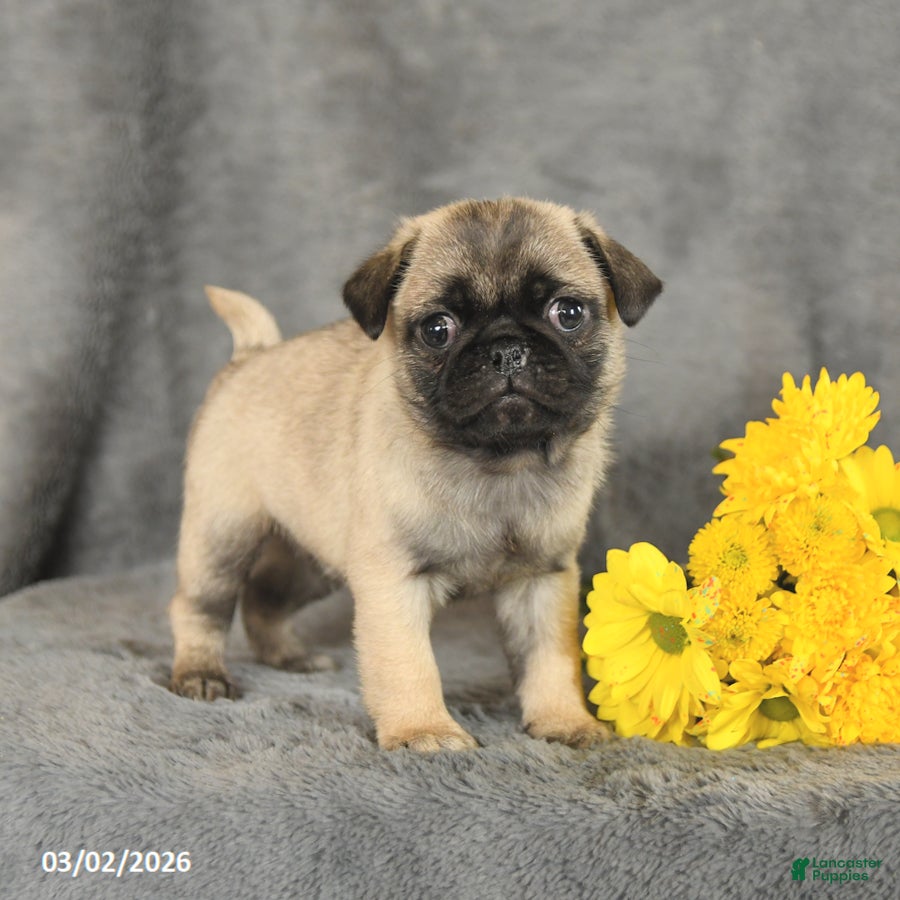 Pug dogs Parker - Ad 2