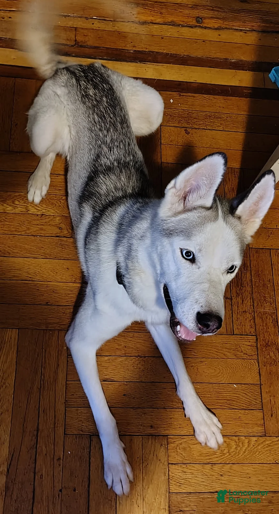 Siberian Husky dogs for sale: Kenzy - Ad 1