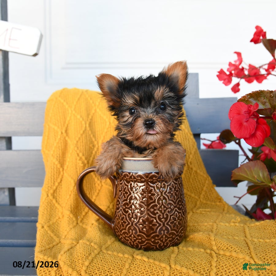 Yorkshire Terrier dogs Little Girl - Ad 1