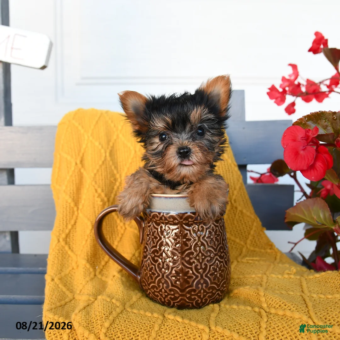 Yorkshire Terrier dogs for sale: Little Girl - Ad 1