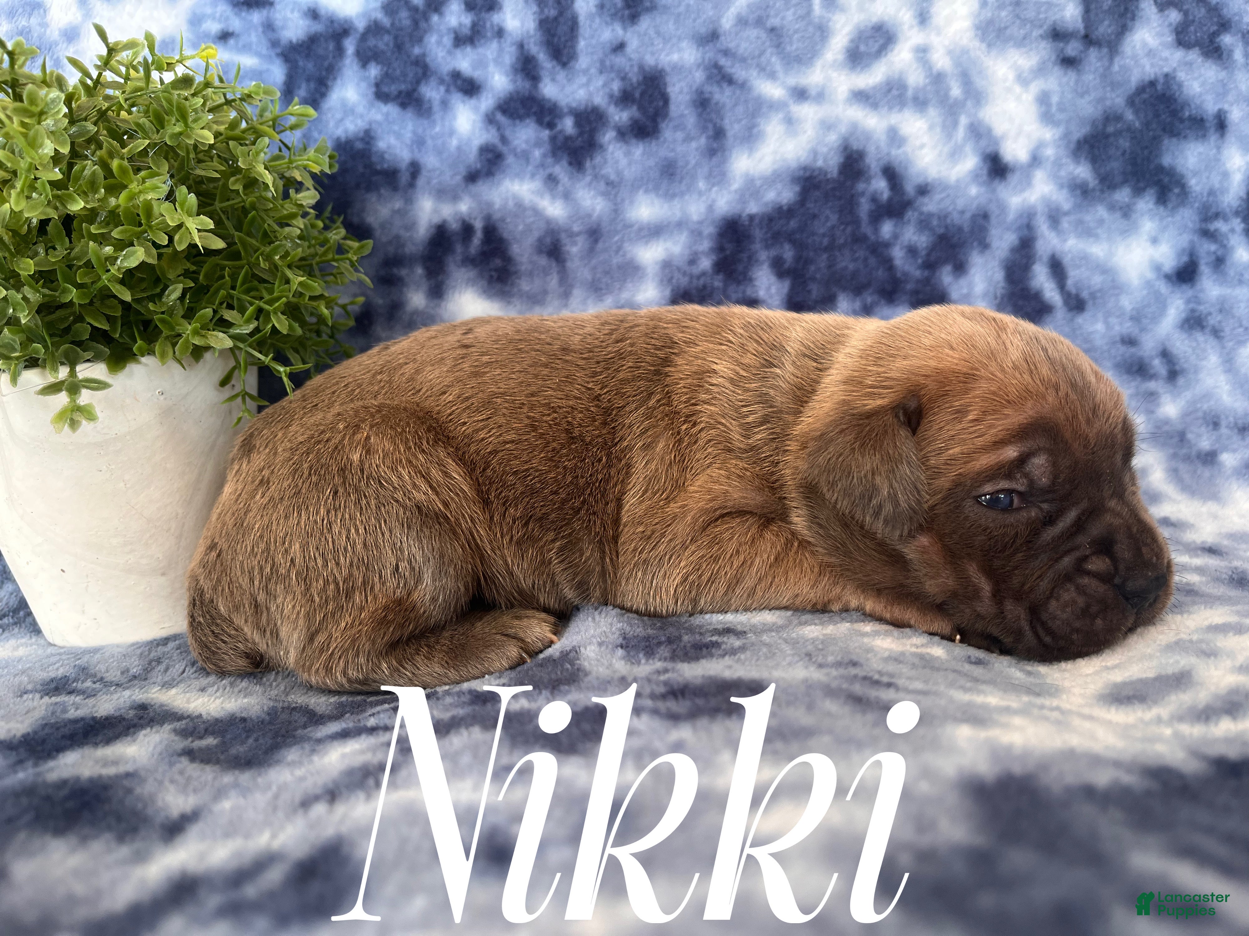 Cane Corso dogs Nikki - Ad 15