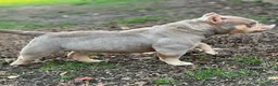 American Bully dogs for sale: Saweetie - Ad 9