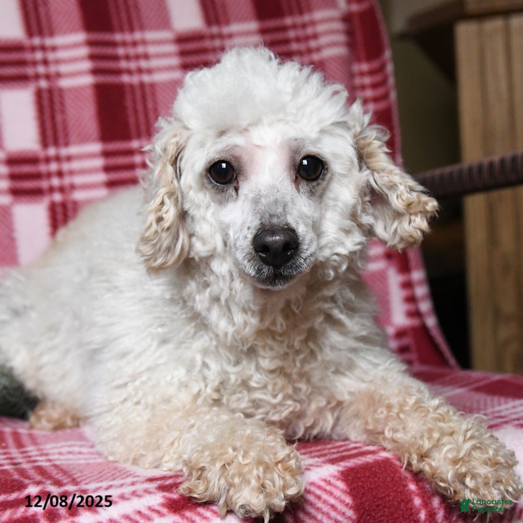 Toy Poodle dogs for sale: Daisy - Ad 3