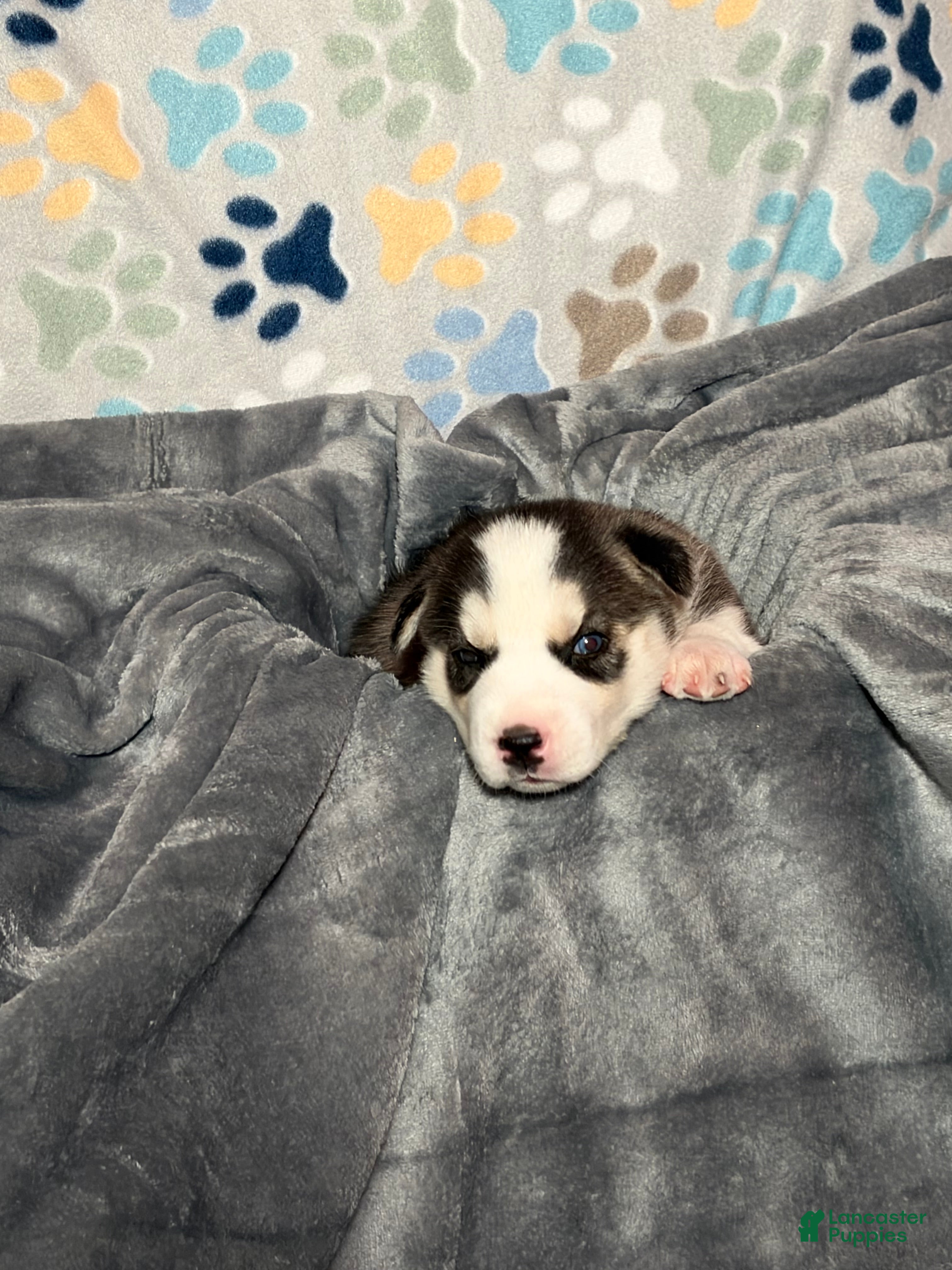 Siberian Husky dogs for sale: Starlight Rivers - Ad 2