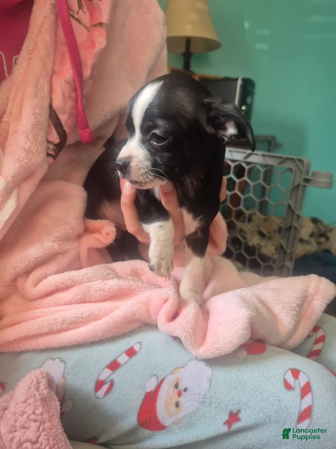 Chihuahua dogs for sale: Chihuahua Puppy 2 - Ad 1