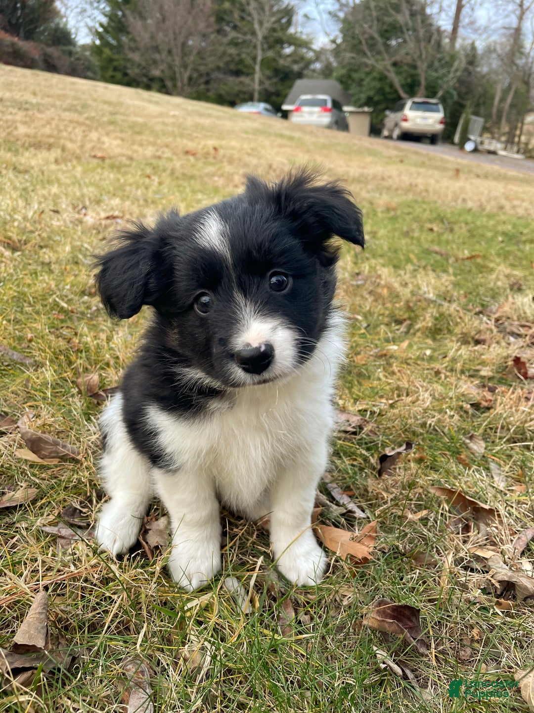 Mixed Breed dogs for sale: SOLD Brownie Delight (with caramel) - Ad 16