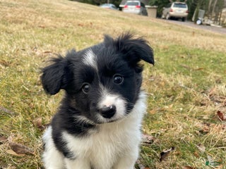 Mixed Breed dogs Spot. - Ad 9