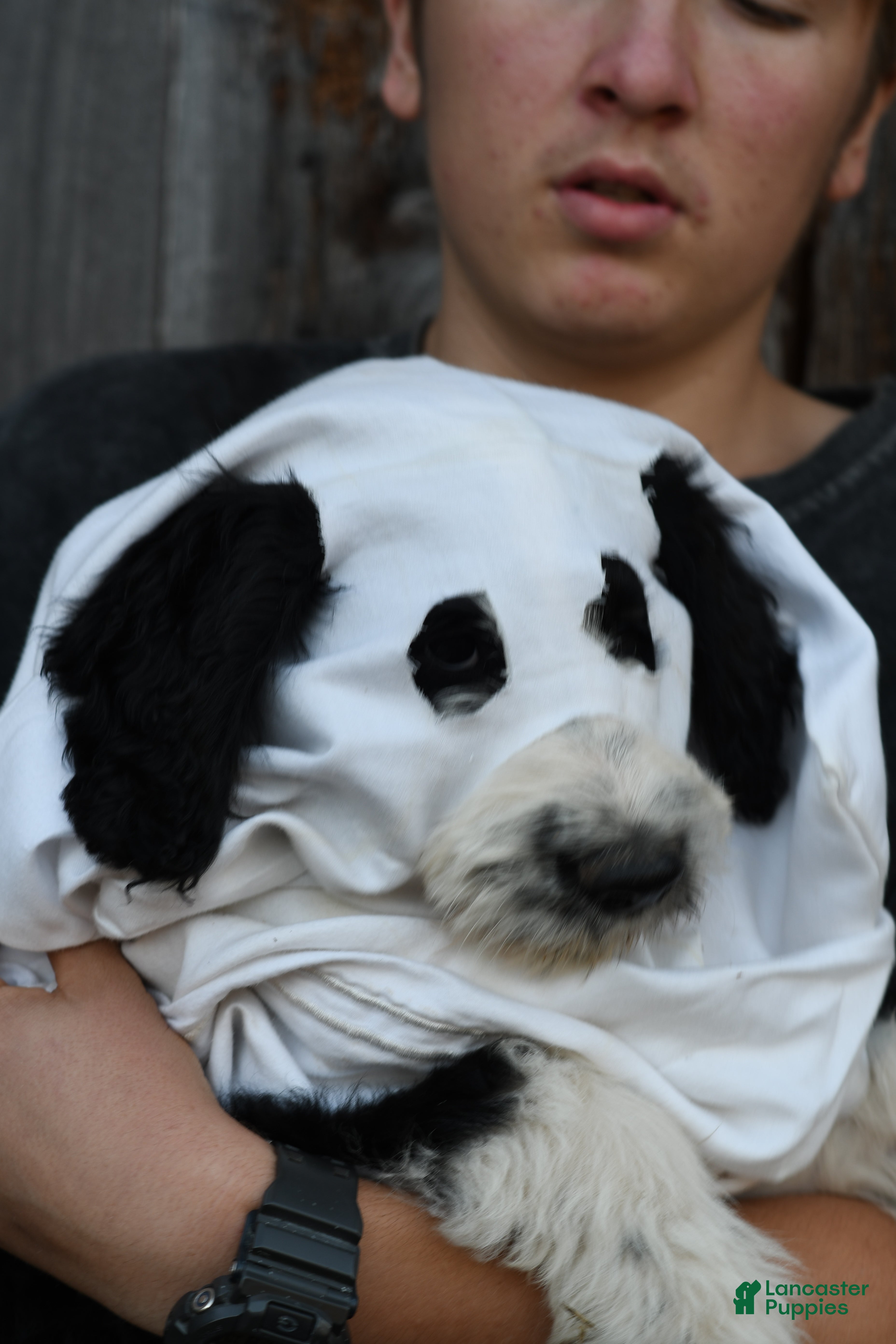 Aussiedoodle dogs Bruno - Ad 2