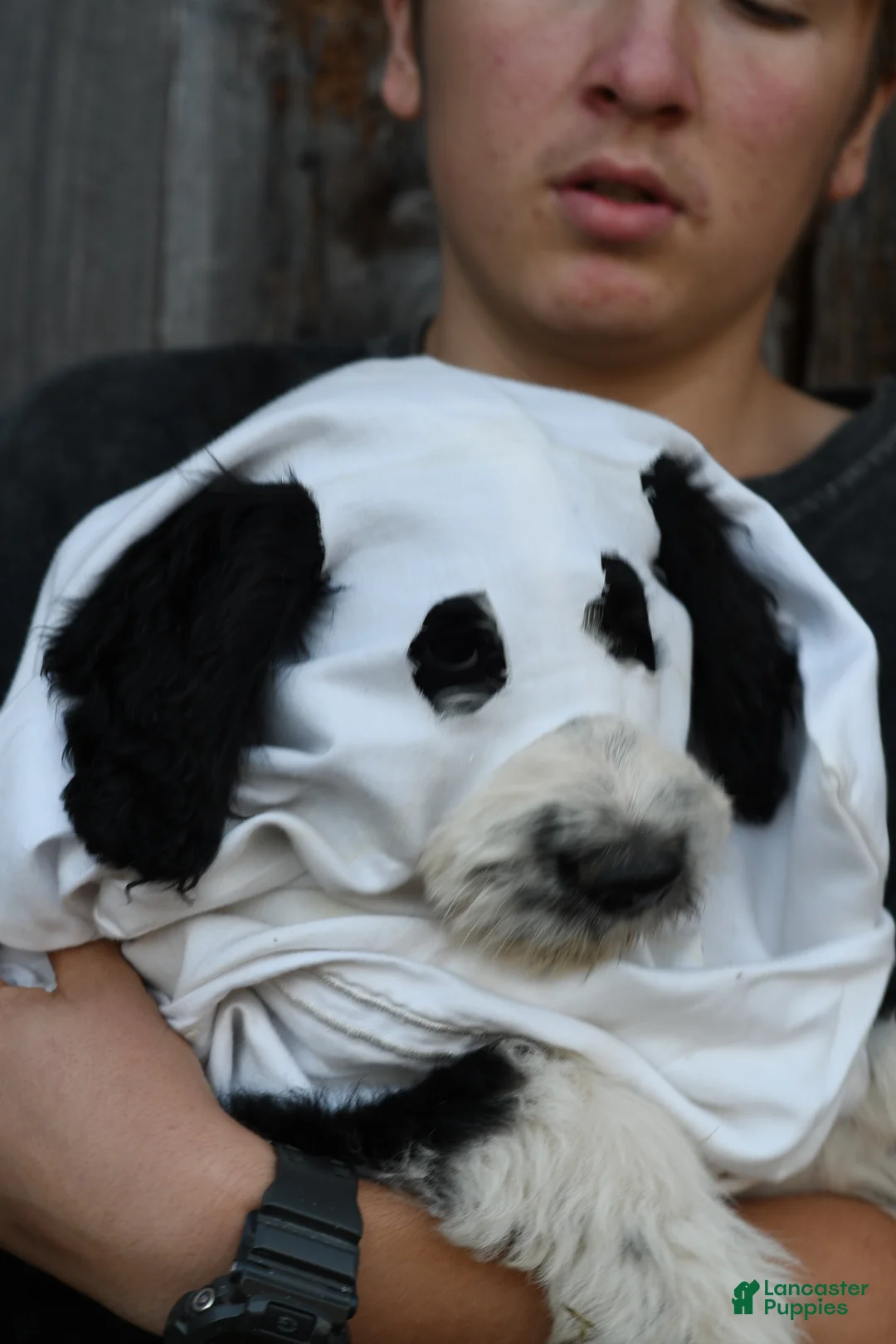 Aussiedoodle dogs for sale: Bruno - Ad 2