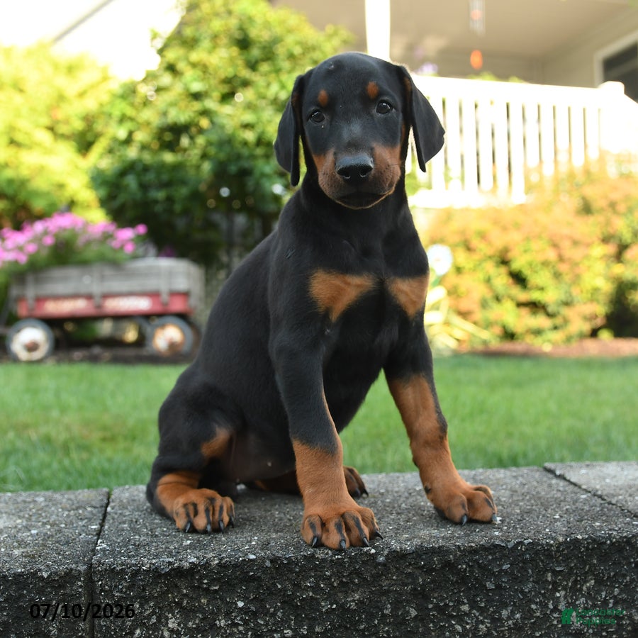 Doberman Pinscher dogs Ivy - Ad 1