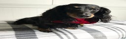Dachshund dogs for sale: Little Bentley - Ad 9