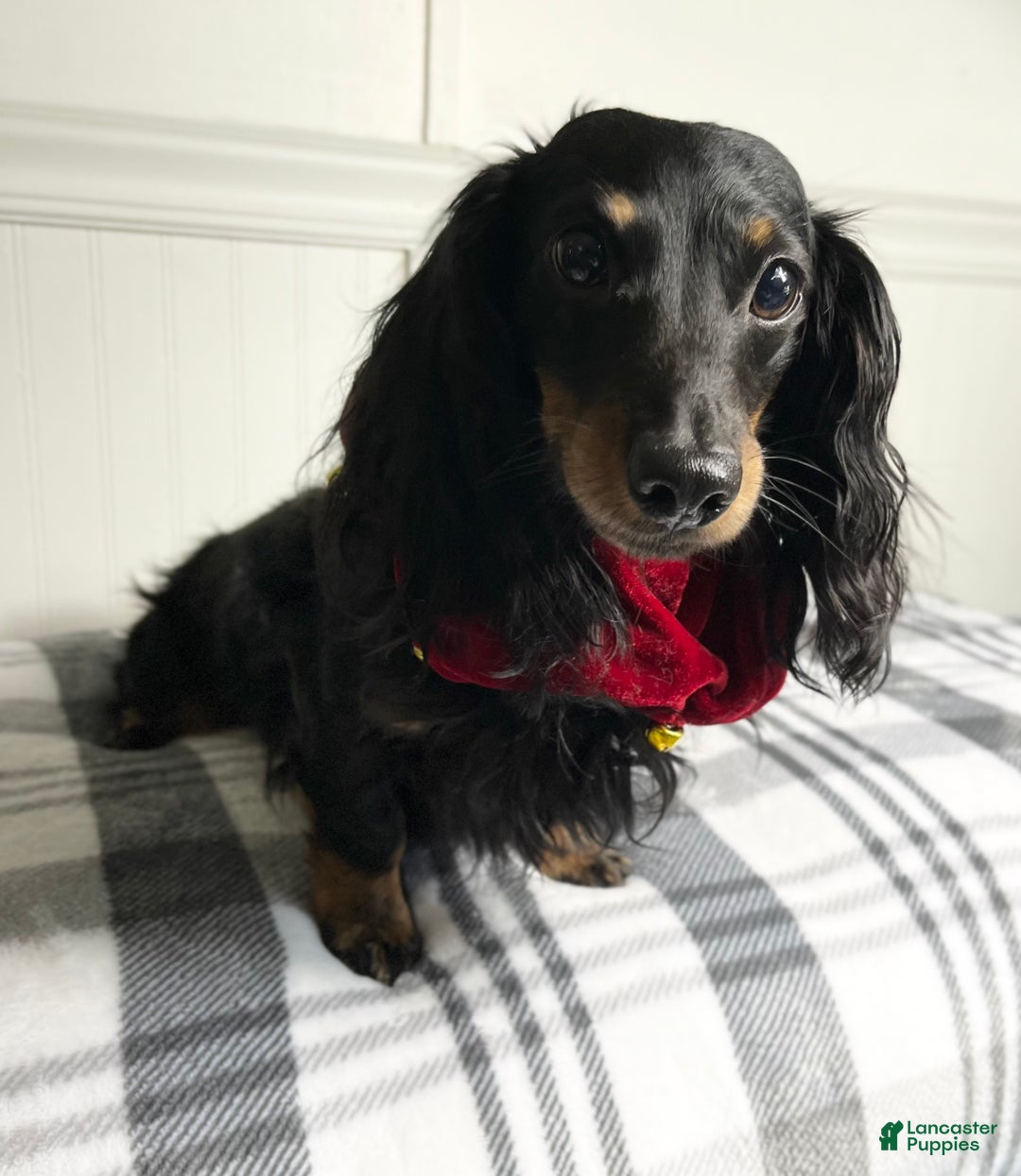 Dachshund dogs for sale: Little Bentley - Ad 9