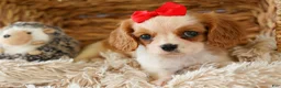Cavalier King Charles Spaniel dogs for sale:  Nugget🐾 - Ad 18