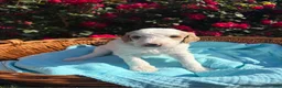 Goldendoodle dogs for sale: Goldendoodle Puppy 1 - Blue - Male - Ad 2