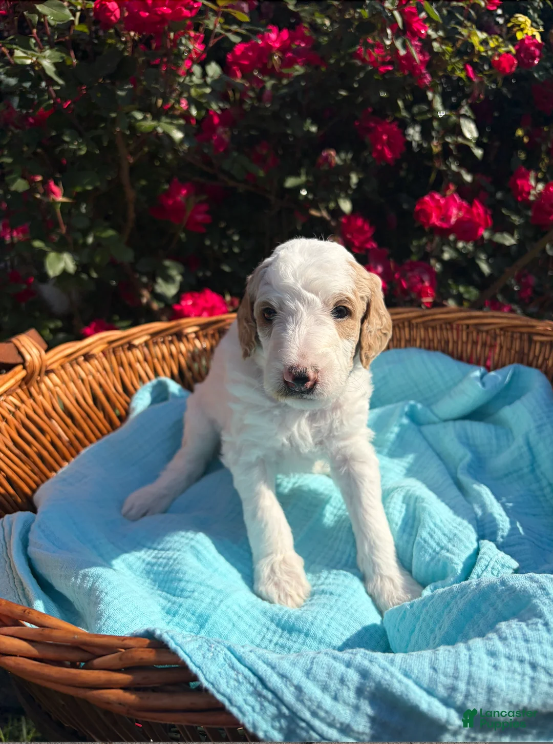 Goldendoodle dogs for sale: Goldendoodle Puppy 1 - Blue - Male - Ad 2