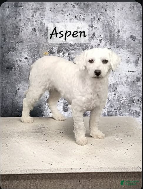 Cavachon dogs Maggie - Ad 2