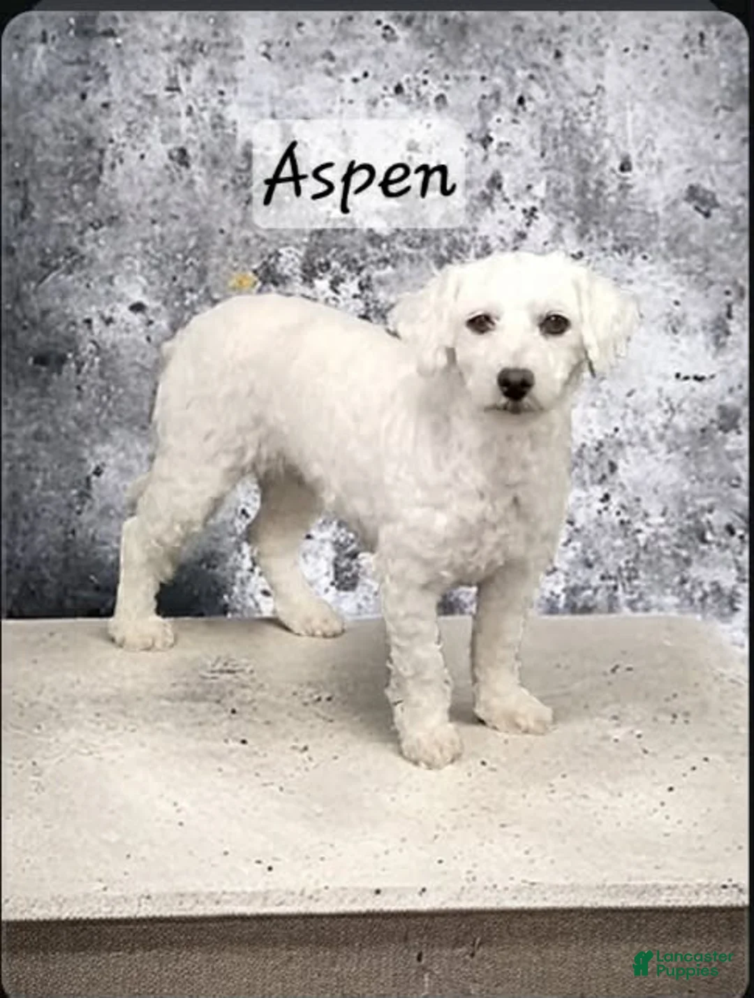 Cavachon dogs for sale: Maggie - Ad 2