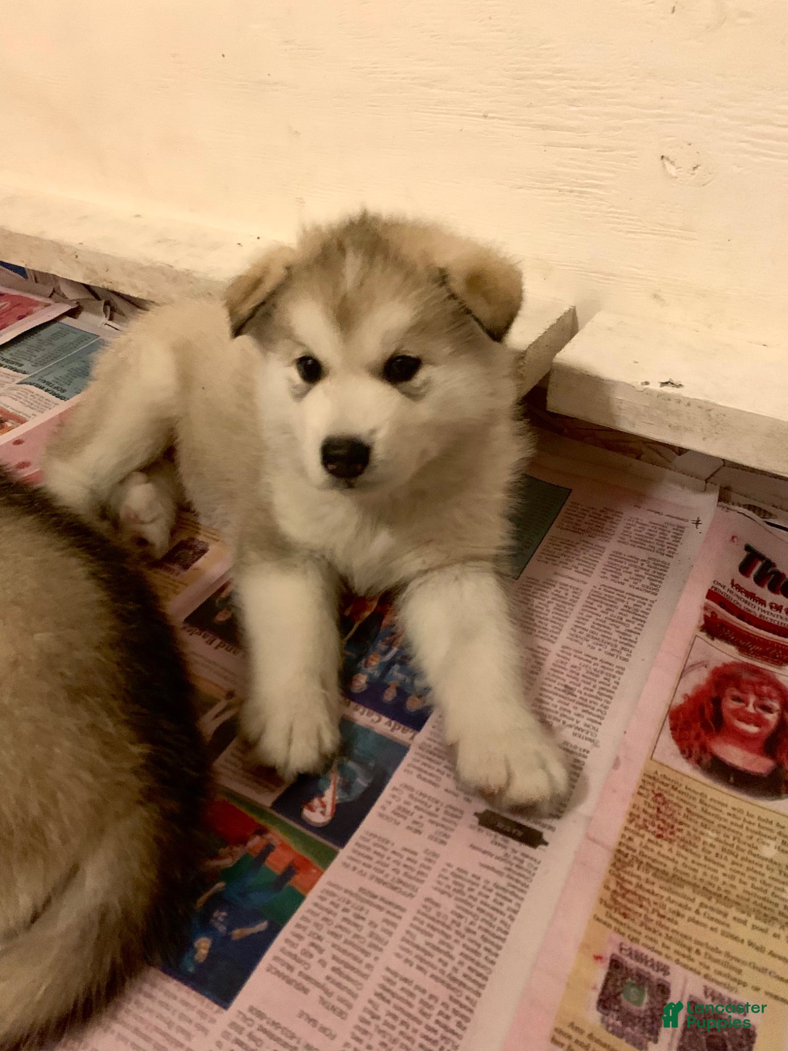 Alaskan Malamute dogs Happy - Ad 8