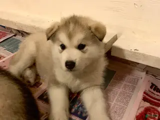 Alaskan Malamute dogs Happy - Ad 8