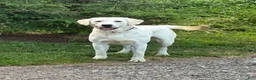 Labrador Retriever dogs for sale: Casper - Ad 12