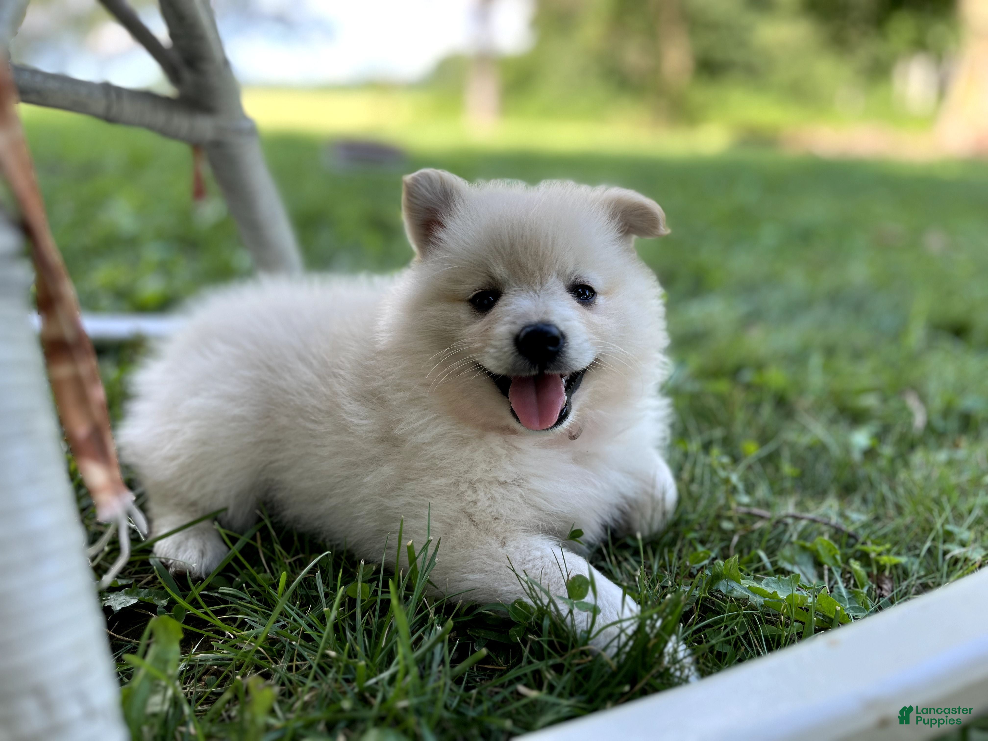Pomeranian dogs Lily - Ad 2