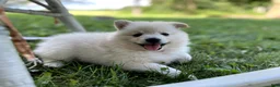 Pomeranian dogs for sale: Lily - Ad 2