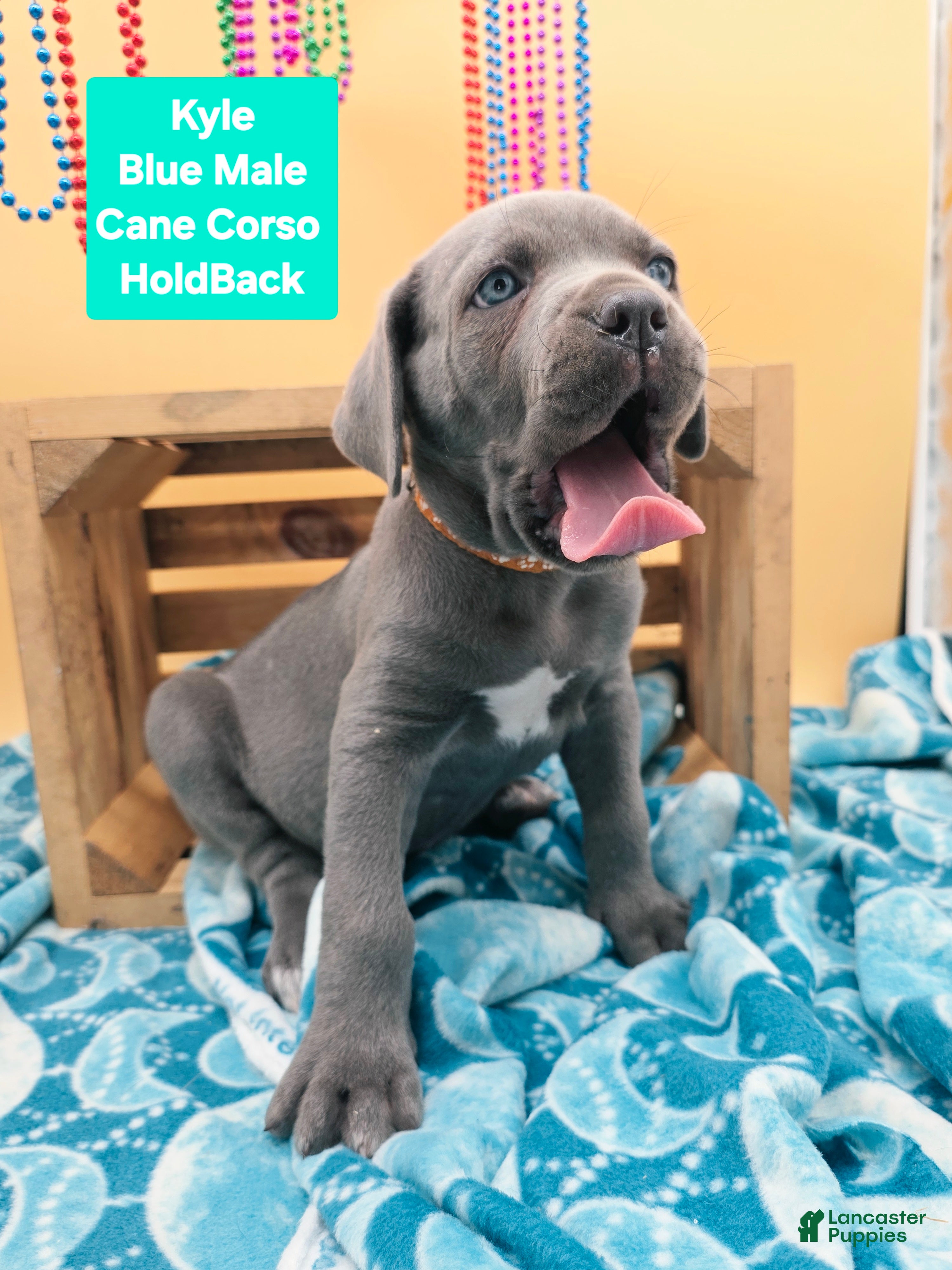 Cane Corso dogs Kyle  - Ad 2